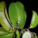 Vantanea barbourii Hoja