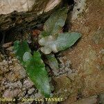 Asplenium sagittatum Natur