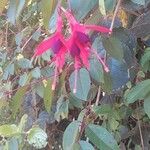 Fuchsia magellanica花