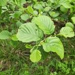 Alnus glutinosa Leaf