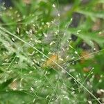 Eragrostis tenella Flower