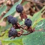 Hypericum androsaemum Fruit