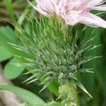 Cirsium vulgareLeht