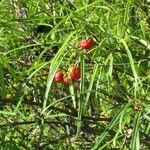 Malpighia linearis Hoja