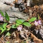 Claytonia carolinianaFlower