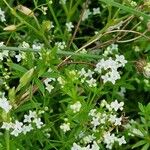 Galium palustre Habit