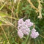 Achillea millefolium Kvet