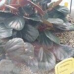Begonia blancii Hoja