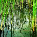 Typha angustifolia Lapas