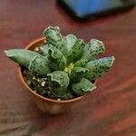 Adromischus cooperi Folha