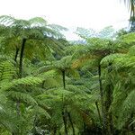 Cyathea arborea Hoja