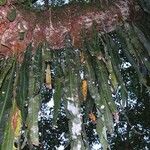 Elaphoglossum herminieri Кора