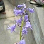 Hyacinthoides non-scriptaFlor