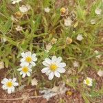 Melampodium leucanthum Flor