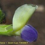 Vicia laeta 花