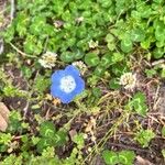 Nemophila phacelioides Цвят