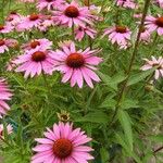 Echinacea purpureaFlor