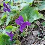 Viola odorata Habit