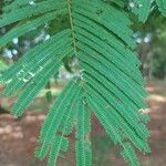 Anadenanthera colubrina ഇല
