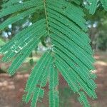 Anadenanthera colubrina Leaf