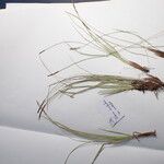 Carex esenbeckii 其他