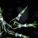 Catasetum barbatum Flor