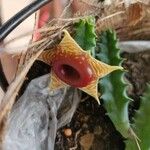 Huernia zebrina Λουλούδι