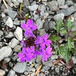 Verbena bipinnatifidaŽiedas