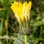 Sonchus oleraceus Květ