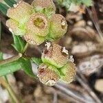 Valeriana vesicaria Ffrwyth