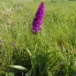 Dactylorhiza majalis Libunga