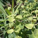 Euphorbia regis-jubae Fruct