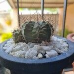 Gymnocalycium pflanzii Blatt