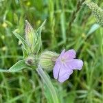 Silene × hampeana Habitus