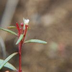 Gayophytum humile 花