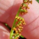 Botrychium lunaria Fruit