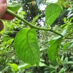 Centropogon granulosus Leaf