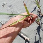 Phragmites karka Feuille