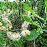 Salix bicolor 花