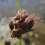 Juncus arcticus Floare