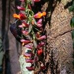 Thunbergia coccinea Flower