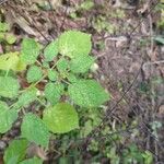 Physalis pubescens Leaf