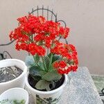 Kalanchoe crenataVirág