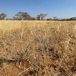 Aristida adscensionis Leaf