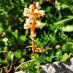 Orobanche picridis Flower