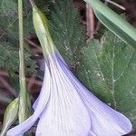 Linum narbonense Λουλούδι