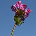 Pedicularis pyrenaica Cvet