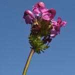 Pedicularis pyrenaica Kvet