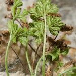 Asplenium lepidum Habitus