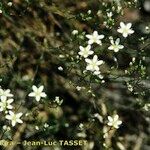 Minuartia setacea Flor